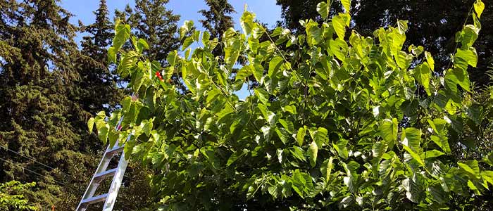 Summer Care Checklist for Fruit Trees