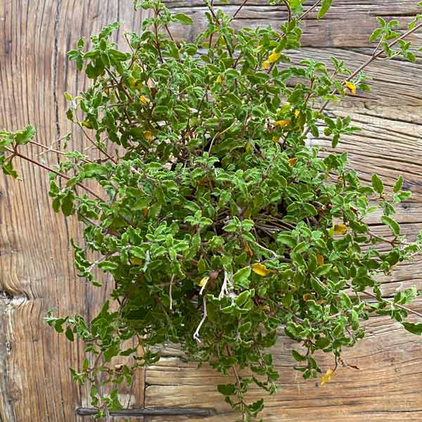 Sageleaf Rock Rose available at One Green World
