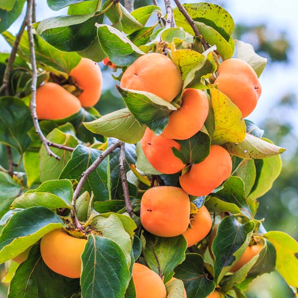 Cardinal Asian Persimmon Available At One Green World