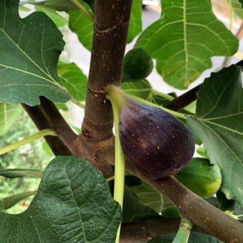 Marseilles Black Fig Tree