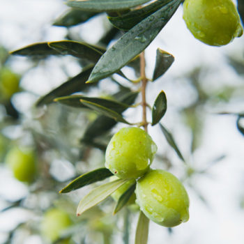Perpetua™ Olive Tree