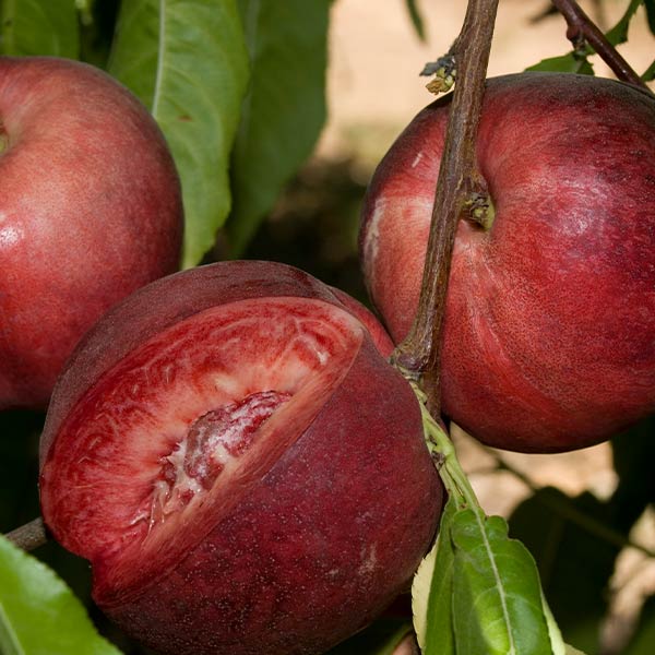 White Nectarines, 4 lbs.