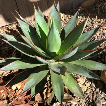 Blue Glow Agave