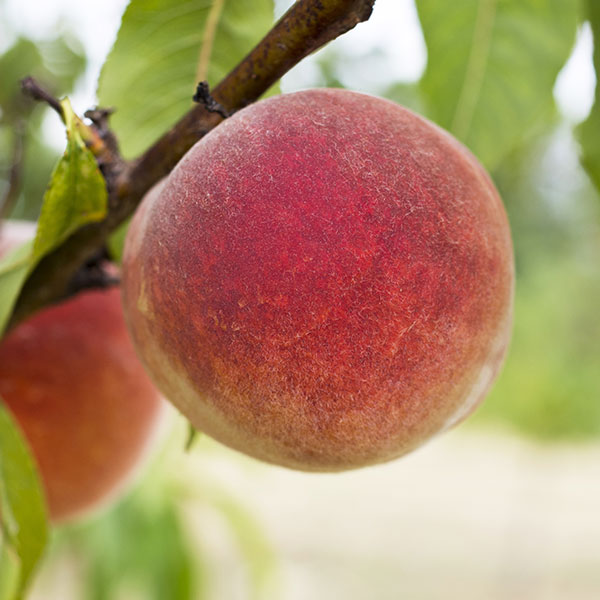 Babcock White Peach Fruit Tree One Green World