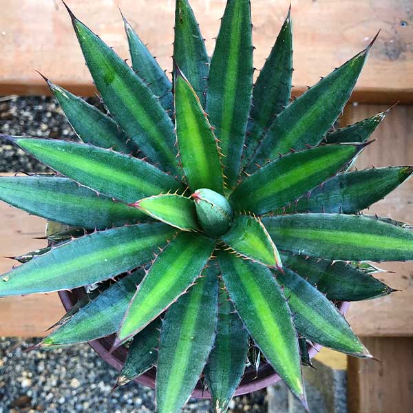 Fatal Attraction Agave - available now at One Green World Nursery