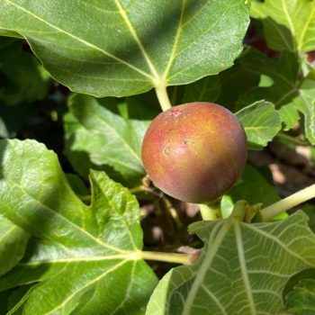 Florea Fig Tree