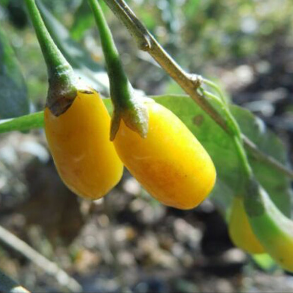 rare yellow fruit goji RED ANN Details about   GOLDEN GOJI GOJI