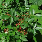 Herbs, Spices, and Teas