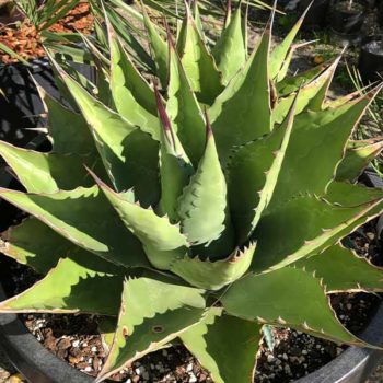 Mountain Agave