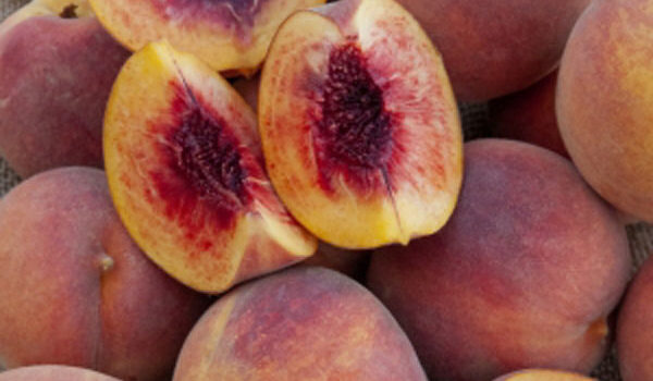 Typical Peach Ripening Time Chart