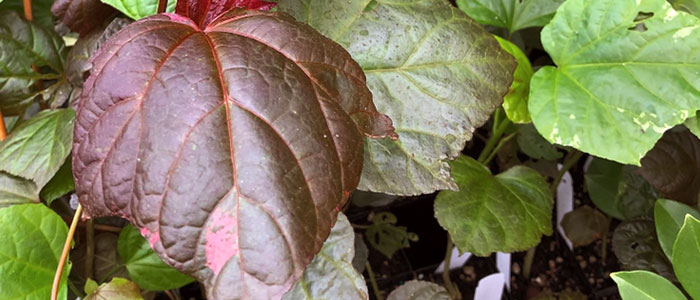 Tips for Growing an Indoor Edible Perennial Garden