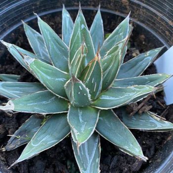 ‘Porcupine’ Queen Victoria Agave