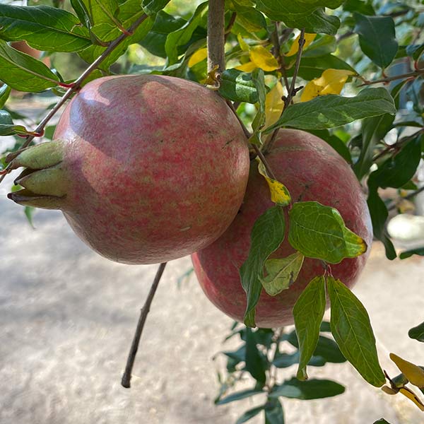 Salavatski Pomegranate Available At One Green World Nursery
