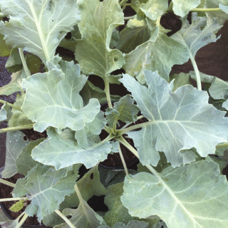 Perennial Kale