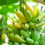 Subtropical Fruits