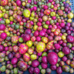 Perennial Vegetables