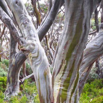 Bendemeer White Gum Eucalyptus Tree