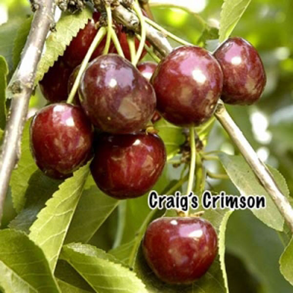 Craig's Crimson Cherry Tree ™ - One Green World