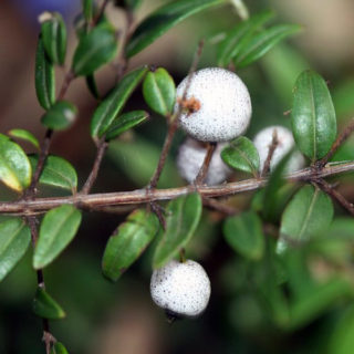 Midgen Berries