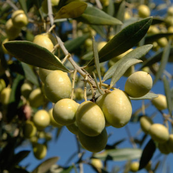 Ascolana Tenera Olive Tree
