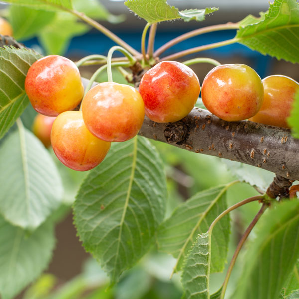 Fruiting Trees Page 36 of 45 One Green World