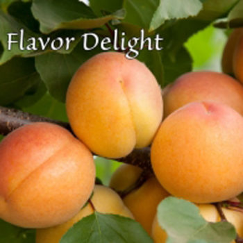 Flavor Delight Aprium® Interspecific Apricot