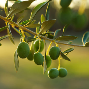 Legacy™ Olive Tree