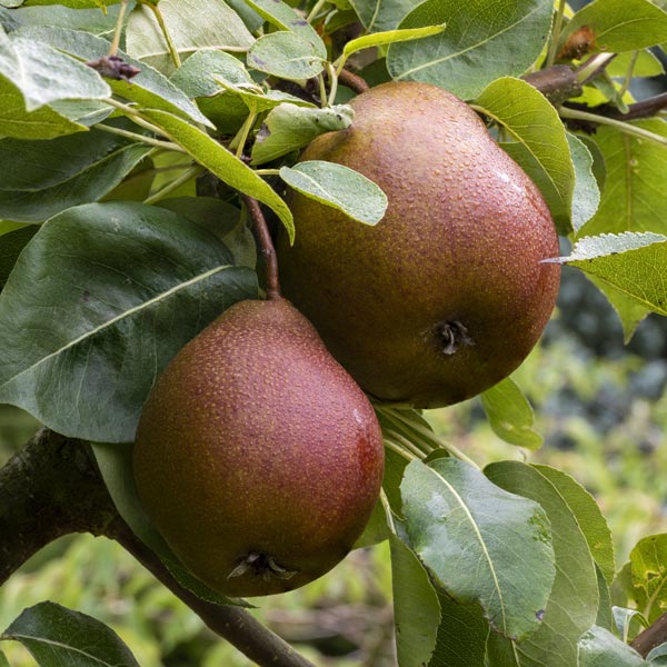 Bosc Pear Trees for Sale