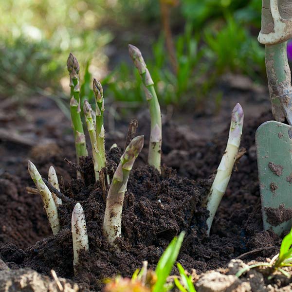 Asparagus Bundle One Green World