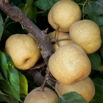 Tsu Li Asian Pear Tree