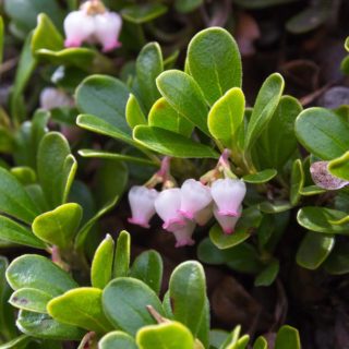 Bearberry