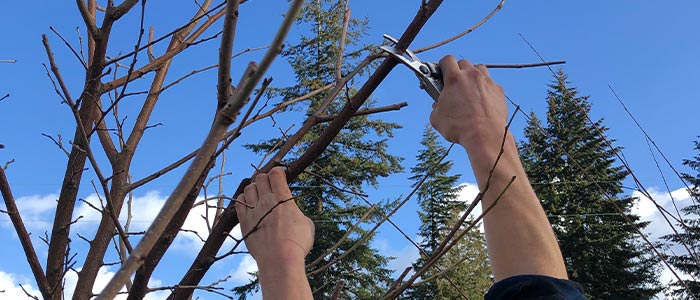 Winter Pruning Guide for Fruit Trees