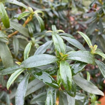 Troubadour Rock Rose