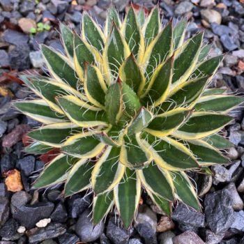 Shira ito no ohi Variegated Thread-leaf Agave