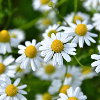 Chamomile