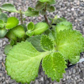 Cuban Oregano