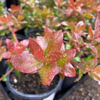 Paradise Pajaro Manzanita