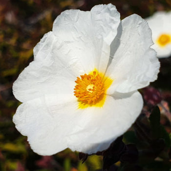 Blanche Rock Rose