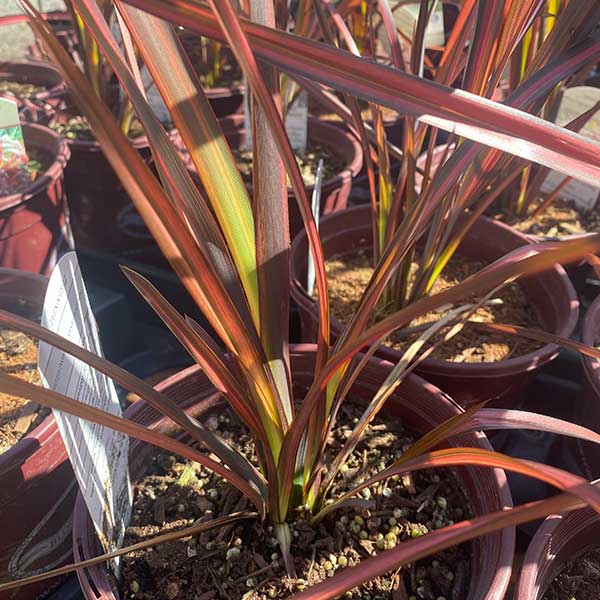 Evening Glow New Zealand Flax - now available at One Green World