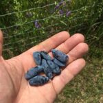 Aurora Honeyberry