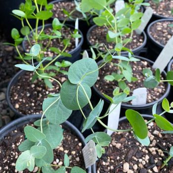 Hybrid Cider Gum Eucalyptus Tree