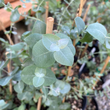 New England Peppermint Eucalyptus Tree