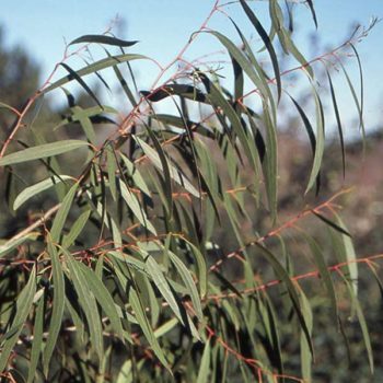 Swamp Peppermint Eucalyptus Tree