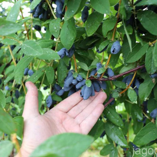 Borealis Honeyberry - Late Blooming - One Green World