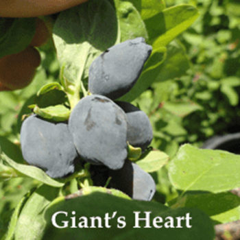 Giant’s Heart Honeyberry- Late Blooming