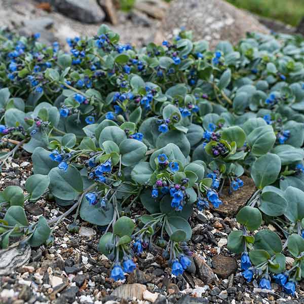 Oyster Leaf One Green World