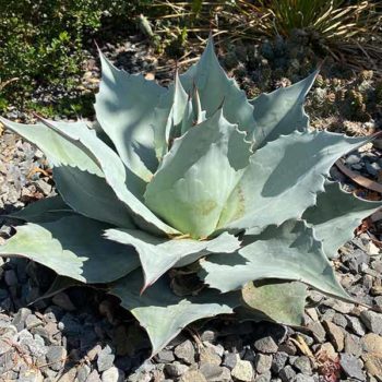 Vanzie Whale’s Tongue Agave
