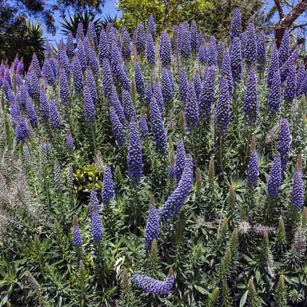 Pride Of Madeira Echium Available At One Green World