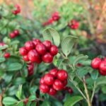 Red Candy Lingonberry