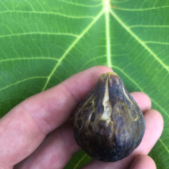 Black Madeira Fig Tree